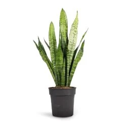 Sansevieria Trifasciata Zeylanica - Snake Plant -Plant Promotion Store Sansevieria zeylanica Snake Plant 17x60cm
