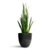 Sansevieria Trifasciata Zeylanica - Snake Plant -Plant Promotion Store Sansevieria zeylanica Snake Plant 21x100cm Bola Artstone Plant Pot Black 33x29cm