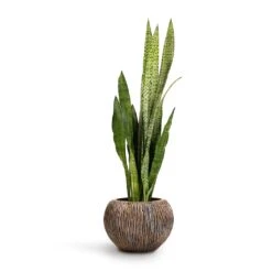 Sansevieria Trifasciata Zeylanica - Snake Plant -Plant Promotion Store Sansevieria zeylanica Snake Plant 21x70cm Luxe Lite Waterfall Globe Planter Bronze 33x24cm d74c92a0 6312 4cf9 b47a 2cf07eeec6fd