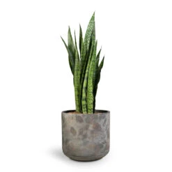 Sansevieria Trifasciata Zeylanica - Snake Plant -Plant Promotion Store Sansevieria zeylanica Snake Plant 21x70cm Saar Plant Pot Earth Cement 26x25cm