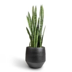Norell Plant Pot - Black -Plant Promotion Store Sansevieria zeylanica Snake Plant 30x100cm Norell Plant Pot Black 42x38cm 9a5ab1ca 220a 45d2 a64d 18ee1ab18afb