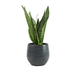 Esra Plant Pot - Graphite 25 Esra Plant Pot - Graphite -Plant Promotion Store Sansevieria zeylanica Snake Plant Esra Graphite Plant Pot