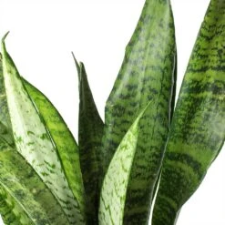 Sansevieria Trifasciata Zeylanica - HydroCare 23 Sansevieria Trifasciata Zeylanica - HydroCare -Plant Promotion Store Sansevieria zeylanica Snake Plant Stems 685a514e c861 42ae 874d e943caad3d8b