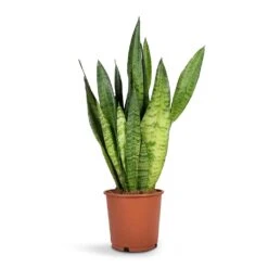 Sansevieria Trifasciata Zeylanica - Snake Plant -Plant Promotion Store Sansevieria zeylanica Snake Plant14x50cm