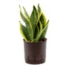 Sansevieria Futura Superba - HydroCare 1 Sansevieria Futura Superba - HydroCare -Plant Promotion Store SansevieriaFuturaSuperba Hydroculture