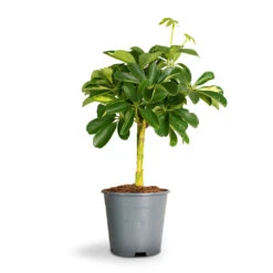 Schefflera Gold Capella - Dwarf Umbrella Tree - Stemmed -Plant Promotion Store Schefflera Arboricola Dwarf Umbrella Tree