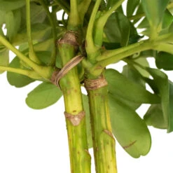 Schefflera Gold Capella - Dwarf Umbrella Tree - Stemmed -Plant Promotion Store Schefflera Arboricola Dwarf Umbrella Tree 5