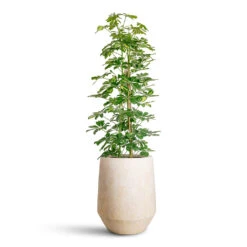 Harith High Mineral Planter - Travertine -Plant Promotion Store Schefflera Gold Capella 27x120cm Harith High Mineral Planter Travertine 40x48cm 1