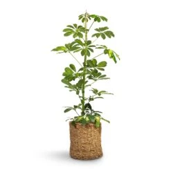 Schefflera Gold Capella - Dwarf Umbrella Tree -Plant Promotion Store Schefflera Gold Capella Dwarf Umbrella Tree 17x80cm Ido Plant Baskets Set5 Natural