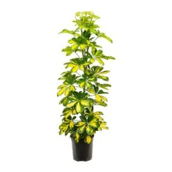 Schefflera Gold Capella - Dwarf Umbrella Tree -Plant Promotion Store Schefflera Gold Capella Dwarf Umbrella Tree 19x110cm