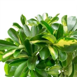 Schefflera Gold Capella - Dwarf Umbrella Tree -Plant Promotion Store Schefflera Gold Capella Dwarf Umbrella Tree Braided Stem Leaves