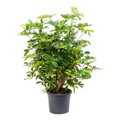 Schefflera Gold Capella - Dwarf Umbrella Tree -Plant Promotion Store Schefflera Gold Capella Dwarf Umbrella Tree Bushy