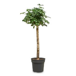 Schefflera Gold Capella - Dwarf Umbrella Tree - Stemmed -Plant Promotion Store Schefflera Gold Capella Stemmed 34x155cm