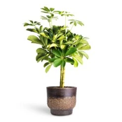Schefflera Gold Capella - Dwarf Umbrella Tree - Stemmed -Plant Promotion Store Schefflera Gold Capella Stemmed Dwarf Umbrella Tree 14x50cm Aico Plant Pot Shiny Brown 17x13cm