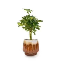 Schefflera Gold Capella - Dwarf Umbrella Tree - Stemmed -Plant Promotion Store Schefflera Gold Capella Stemmed Dwarf Umbrella Tree 14x50cm Alice Plant Pot Caramel 18x16cm