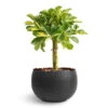 Schefflera Gold Capella - Dwarf Umbrella Tree - Stemmed -Plant Promotion Store Schefflera Gold Capella Stemmed Dwarf Umbrella Tree 14x50cm Hammered Bowl Black with Copper 19x14cm 1 7781b8ea 62b7 4141 ad1a 2bd2449b80fe