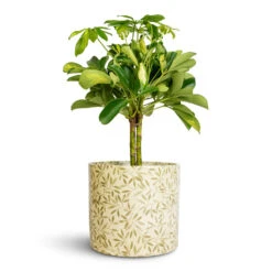 Schefflera Gold Capella - Dwarf Umbrella Tree - Stemmed -Plant Promotion Store Schefflera Gold Capella Stemmed Dwarf Umbrella Tree 14x50cm Lazzaro Plant Pot Sage Foliage 18x16cm 2bea465f 4bf1 476b 8cf0 6d13d4a6115f
