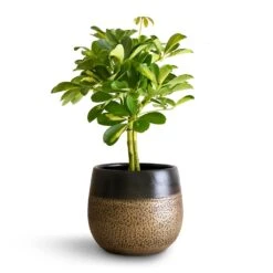 Schefflera Gold Capella - Dwarf Umbrella Tree - Stemmed -Plant Promotion Store Schefflera Gold Capella Stemmed Dwarf Umbrella Tree 14x50cm Mya Plant Pot Deep Champagne 18x16cm 2