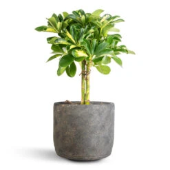 Schefflera Gold Capella - Dwarf Umbrella Tree - Stemmed -Plant Promotion Store Schefflera Gold Capella Stemmed Dwarf Umbrella Tree 14x50cm Saar Plant Pot Earth Cement 18x17cm