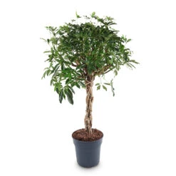 Schefflera Arboricola Gold Capella - Dwarf Umbrella Tree - Twisted Stem -Plant Promotion Store Schefflera Gold Capella Twisted Stem 27x120cm