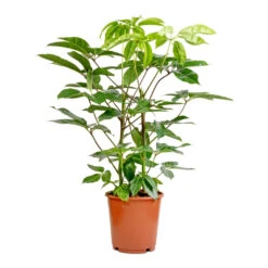 Schefflera Actinophylla - Australian Umbrella Tree 14 Schefflera Actinophylla - Australian Umbrella Tree -Plant Promotion Store Schefflera actinophylla Australian Umbrella Tree 24x100cm