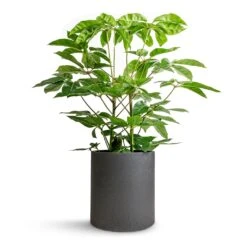 Max Refined Planter - Volcano Black 21 Max Refined Planter - Volcano Black -Plant Promotion Store Schefflera actinophylla Australian Umbrella Tree 24x100cm Max Refined Planter Volcano Black 29x29.5cm 613c9a7f 0efe 454f 8e06 30fdc07f1741