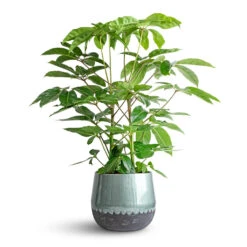 Ninthe Metal Plant Pot - Metallic Petrol 19 Ninthe Metal Plant Pot - Metallic Petrol -Plant Promotion Store Schefflera actinophylla Australian Umbrella Tree 24x100cm Ninthe Metal Plant Pot Metallic Petrol 29x25cm 957a1689 fee8 4d7f b6ce 8bce2fbfd253