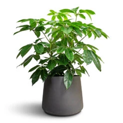 Patt Plant Pot - Black Washed -Plant Promotion Store Schefflera actinophylla Australian Umbrella Tree 24x100cmPatt Plant Pot Black Washed 34x29cm 8d1d9ebe 3862 4cbd 887e 2b2f649b01c6