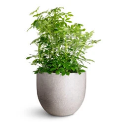 Schefflera Arboricola - Dwarf Umbrella Tree 10 Schefflera Arboricola - Dwarf Umbrella Tree -Plant Promotion Store Schefflera arboricola 34x80cm Grigio New Egg Pot Planter Natural Concrete 45x38cm