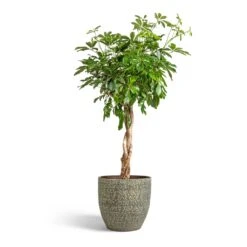 Rinca Plant Pot - Shiny Green 24 Rinca Plant Pot - Shiny Green -Plant Promotion Store Schefflera arboricola Compacta Dwarf Umbrella Tree Twisted Stem 30x120cm Rinca Plant Pot Shiny Green 36x32cm 898076b4 a8a2 42a1 9ef0 97cdf390b369