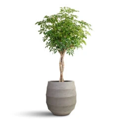 Bordo Balloon Planter - Clay -Plant Promotion Store Schefflera arboricola Compacta Dwarf Umbrella Tree Twisted Stem 34x160cm Bordo Balloon Planter Clay 55x55cm 1 c6a7937c 5a09 4b23 89a6 76e634e39d57