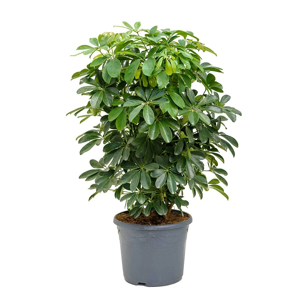 Schefflera Arboricola - Dwarf Umbrella Tree 6 Schefflera Arboricola - Dwarf Umbrella Tree - Image 4