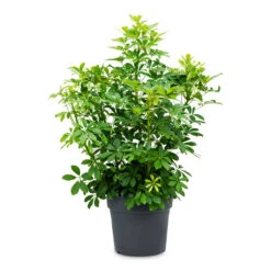 Schefflera Arboricola - Dwarf Umbrella Tree 12 Schefflera Arboricola - Dwarf Umbrella Tree -Plant Promotion Store Schefflera arboricola Dwarf Umbrella Tree 34x80cm