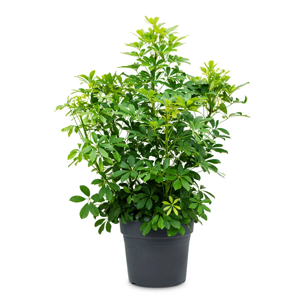 Schefflera Arboricola - Dwarf Umbrella Tree 7 Schefflera Arboricola - Dwarf Umbrella Tree - Image 5
