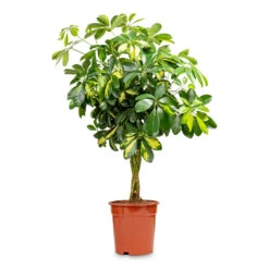 Schefflera Arboricola Gold Capella - Dwarf Umbrella Tree - Twisted Stem -Plant Promotion Store Schefflera arboricola Gold Capella Dwarf Umbrella Tree Twisted Stem 19x75cm
