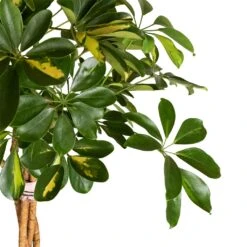 Schefflera Arboricola Gold Capella - Dwarf Umbrella Tree - Twisted Stem -Plant Promotion Store Schefflera arboricola Gold Capella Dwarf Umbrella Tree Twisted Stem 30x120cm 2