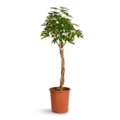 Schefflera Arboricola Gold Capella - Dwarf Umbrella Tree - Twisted Stem -Plant Promotion Store Schefflera arboricola Gold Capella Dwarf Umbrella Tree Twisted Stem 30x120cm