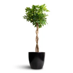 Sven Plant Pot - Black -Plant Promotion Store Schefflera arboricola Gold Capella Dwarf Umbrella Tree Twisted Stem 30x120cm Sven Plant Pot Black 33x28cm c4a13846 ed04 44db b45e 17f1a126d430