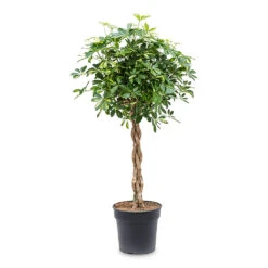 Schefflera Arboricola Gold Capella - Dwarf Umbrella Tree - Twisted Stem -Plant Promotion Store Schefflera arboricola Gold Capella Dwarf Umbrella Tree Twisted Stem 30x120cm e917e439 1ddd 495a ad2d e20574029d71