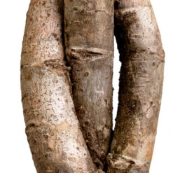 Schefflera Arboricola Gold Capella - Dwarf Umbrella Tree - Twisted Stem -Plant Promotion Store Schefflera arboricola Gold Capella Dwarf Umbrella Tree Twisted Stem DETAIL