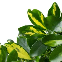 Schefflera Arboricola Gold Capella - Dwarf Umbrella Tree - Twisted Stem -Plant Promotion Store Schefflera arboricola Gold Capella Dwarf Umbrella Tree Twisted Stem DETAIL 3