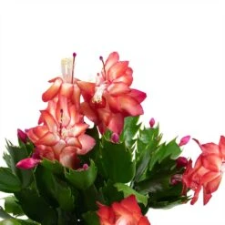 Schlumbergera - Christmas Cactus - Red 20 Schlumbergera - Christmas Cactus - Red -Plant Promotion Store Schlumbergera Christmas Cactus Houseplant Red Leaves