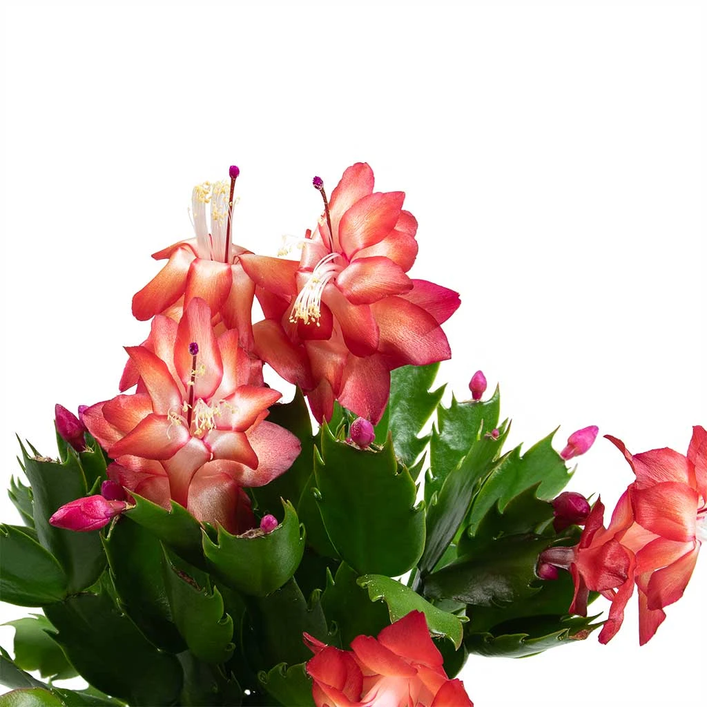 Schlumbergera - Christmas Cactus - Red 7 Schlumbergera - Christmas Cactus - Red - Image 5