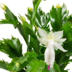 Schlumbergera - Christmas Cactus - White -Plant Promotion Store Schlumbergera Christmas Cactus Houseplant White Leaves