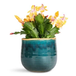 Schlumbergera - Christmas Cactus - Orange -Plant Promotion Store Schlumbergera Christmas Cactus Orange 9x23cm Iris Pot Turquoise 14x12cm