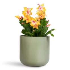 Schlumbergera - Christmas Cactus - Orange