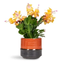 Schlumbergera - Christmas Cactus - Orange -Plant Promotion Store Schlumbergera Christmas Cactus Orange 9x23cm Marlijn Pot Coral 11x9cm