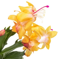 Schlumbergera - Christmas Cactus - Orange -Plant Promotion Store Schlumbergera Christmas Cactus Orange SWATCH 2