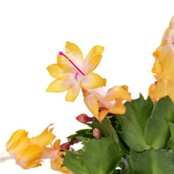 Plant Promotion Store -Plant Promotion Store Schlumbergera Christmas Cactus Orange SWATCH