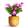 Schlumbergera - Christmas Cactus - Pink/Purple 2 Schlumbergera - Christmas Cactus - Pink/Purple -Plant Promotion Store Schlumbergera Christmas Cactus Pink Purple 12x25cm Nine Plant Pot Caramel 14x12cm
